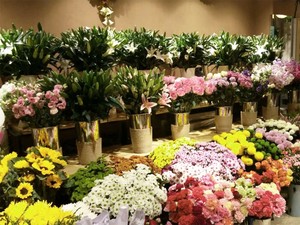 绿植批发零售