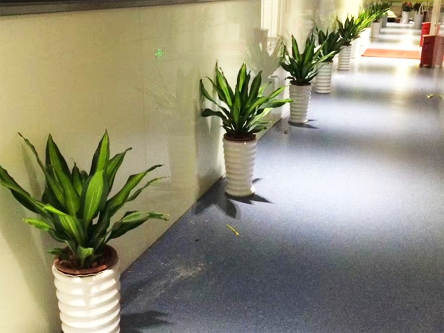 植物租赁
